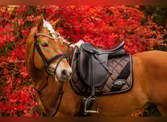 Edelbluthaflinger, Stallion, 14 years, 14.2 hh, Chestnut-Red