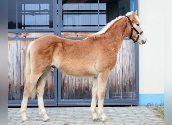 Edelbluthaflinger, Stallion, 1 year, 14.2 hh, Chestnut-Red