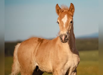 Edelbluthaflinger, Stallion, 1 year, 14,2 hh, Chestnut-Red