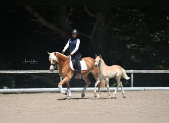 Edelbluthaflinger, Stallion, 1 year, 14,2 hh, Chestnut-Red