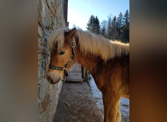 Edelbluthaflinger, Stallion, 1 year, 15,1 hh, Chestnut-Red
