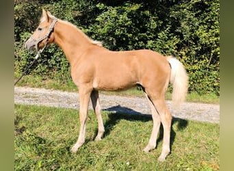 Edelbluthaflinger, Stallion, 1 year, Chestnut-Red