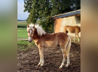 Edelbluthaflinger, Stallion, 1 year, Chestnut-Red