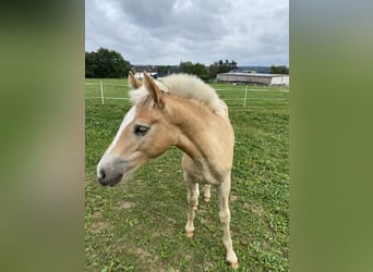 Edelbluthaflinger, Stallion, 1 year, Chestnut-Red