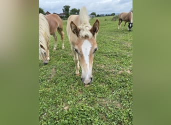 Edelbluthaflinger, Stallion, 1 year, Chestnut-Red