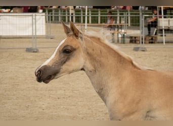 Edelbluthaflinger, Stallion, 1 year, Chestnut-Red