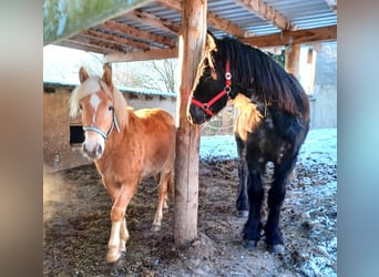 Edelbluthaflinger, Stallion, 2 years, 13,1 hh, Chestnut-Red