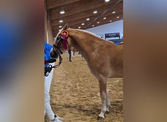 Edelbluthaflinger, Stallion, 2 years, 14.2 hh, Chestnut-Red