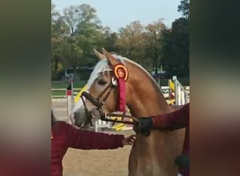 Edelbluthaflinger, Stallion, 2 years, 14.2 hh, Chestnut-Red