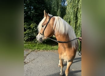 Edelbluthaflinger, Stallion, 2 years, 14,1 hh, Chestnut-Red