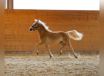Edelbluthaflinger, Stallion, 2 years, 14,2 hh, Chestnut-Red