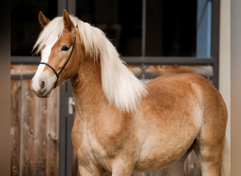 Edelbluthaflinger, Stallion, 2 years, 14,2 hh, Chestnut-Red