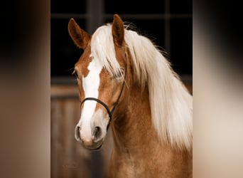 Edelbluthaflinger, Stallion, 2 years, 14,2 hh, Chestnut-Red