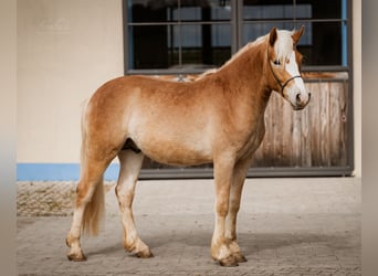 Edelbluthaflinger, Stallion, 2 years, 14,2 hh, Chestnut-Red