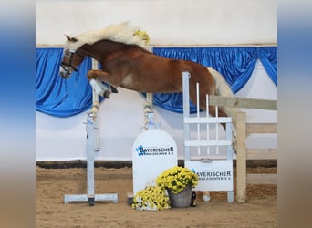 Edelbluthaflinger, Stallion, 3 years, 14.1 hh, Chestnut-Red