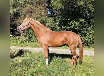 Edelbluthaflinger, Stallion, 3 years, 14,2 hh, Chestnut-Red