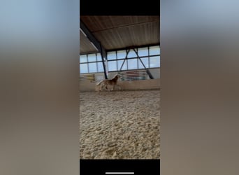 Edelbluthaflinger, Stallion, 3 years, 14.3 hh