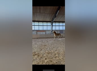 Edelbluthaflinger, Stallion, 3 years, 14.3 hh