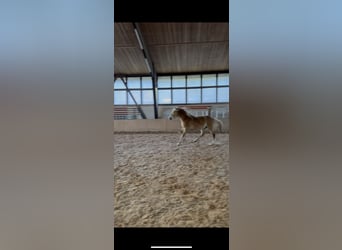 Edelbluthaflinger, Stallion, 3 years, 14.3 hh