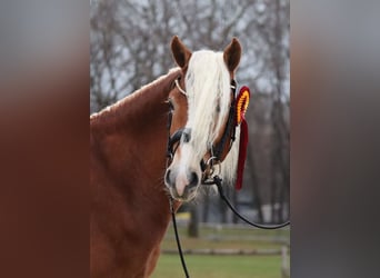 Edelbluthaflinger, Stallion, 3 years, 14,1 hh, Chestnut-Red