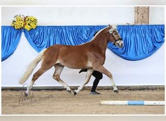 Edelbluthaflinger, Stallion, 3 years, 14,1 hh, Chestnut-Red