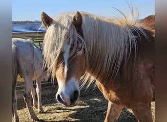 Edelbluthaflinger, Stallion, 3 years, 14,1 hh, Chestnut-Red