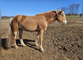 Edelbluthaflinger, Stallion, 3 years, 14,1 hh, Chestnut-Red