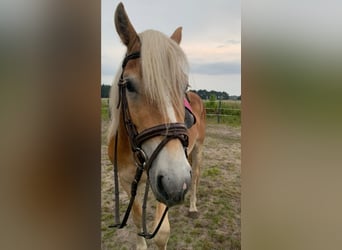 Edelbluthaflinger, Stallion, 4 years, 14,1 hh