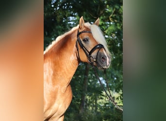 Edelbluthaflinger, Hengst, 6 Jahre, 14,2 hh