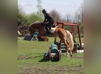 Edelbluthaflinger, Hengst, 6 Jahre, 14,2 hh