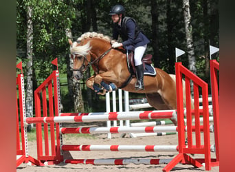 Edelbluthaflinger, Hengst, 6 Jahre, 14,2 hh