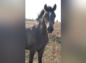 Edelbluthaflinger, Stallion, Foal (04/2024), 14,2 hh, Gray