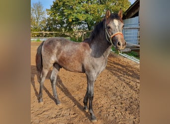 Edelbluthaflinger Mix, Hengst, Fohlen (04/2024), 14,2 hh, Schimmel