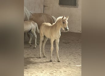 Edelbluthaflinger, Stallion, Foal (04/2025), 14,1 hh, Chestnut-Red