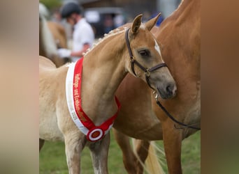 Edelbluthaflinger, Stallion, Foal (06/2025), 14,2 hh, Chestnut-Red