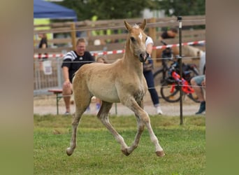 Edelbluthaflinger, Stallion, Foal (06/2025), 14,2 hh, Chestnut-Red