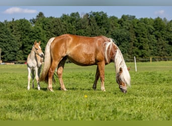 Edelbluthaflinger, Stallion, , 14,2 hh, Chestnut-Red