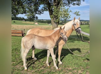 Edelbluthaflinger, Stallion, Foal (05/2026)