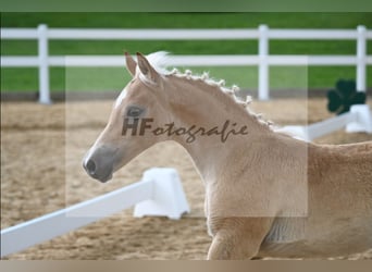 Edelbluthaflinger, Stallion, Foal (04/2024), Chestnut-Red