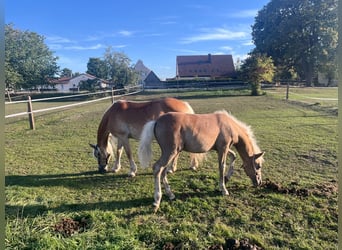 Edelbluthaflinger, Stallion, Foal (04/2026), Chestnut-Red