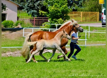 Edelbluthaflinger, Stallion, Foal (04/2024), Chestnut-Red