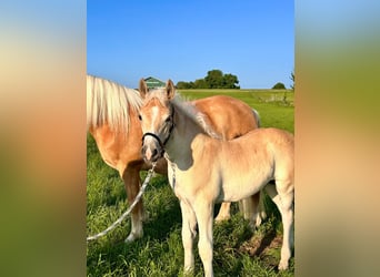 Edelbluthaflinger, Stallion, Foal (04/2025), Chestnut-Red Edelbluthaflinger, Stallion, Foal (04/2025), Chestnut-Red