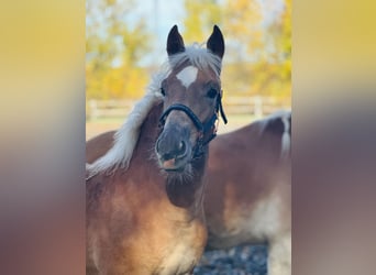 Edelbluthaflinger, Stallion, Foal (05/2025), Chestnut-Red