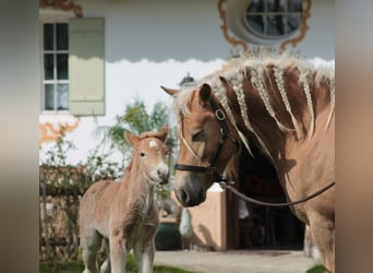 Edelbluthaflinger, Stallion, Foal (04/2024), Chestnut-Red