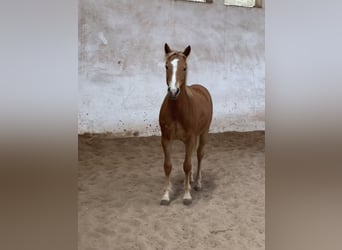 Edelbluthaflinger, Stallone, 1 Anno, 148 cm, Palomino