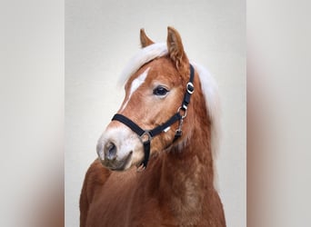 Edelbluthaflinger, Stallone, 1 Anno, 150 cm, Sauro