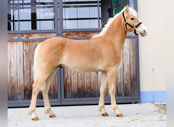 Edelbluthaflinger, Stallone, 1 Anno, 150 cm, Sauro