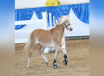 Edelbluthaflinger, Stallone, 3 Anni, 151 cm, Sauro