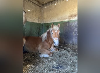 Edelbluthaflinger, Stallone, 4 Anni, 146 cm, Sauro