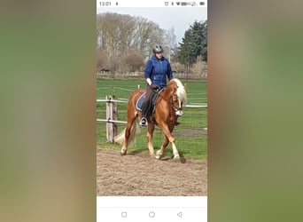 Edelbluthaflinger, Stallone, 18 Anni, 149 cm, Sauro